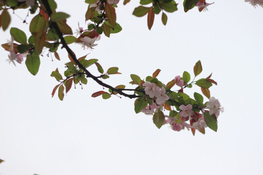 桃花