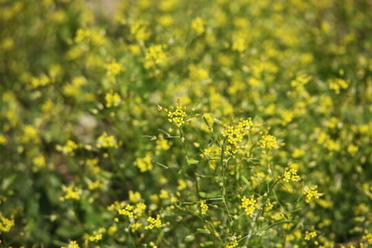 春天 小黃花 山花