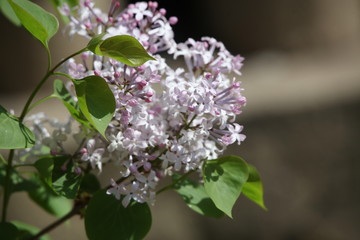 丁香花 丁香 丁香樹 春天 花