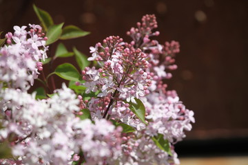 丁香花 丁香 丁香樹(shù) 春天