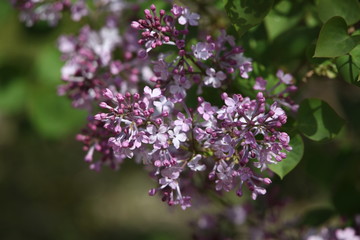丁香花 丁香 丁香樹 春天 花