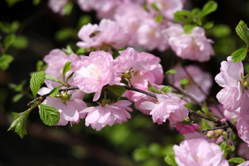 花卉 榆葉梅