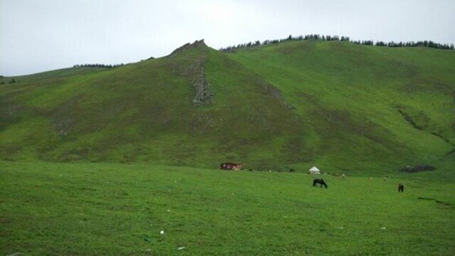阿爾泰山后山夏牧場