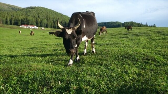 阿爾泰山后山夏牧場 風(fēng)光 新疆