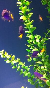 魚