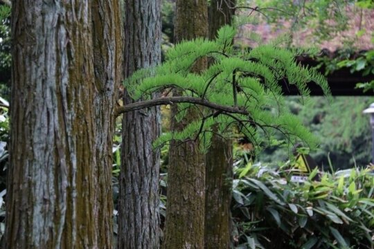 杉樹