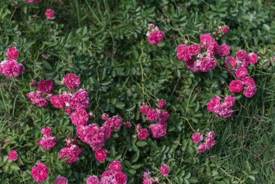 薔薇花