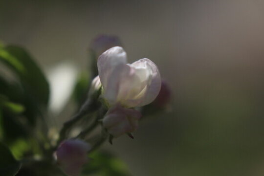 蘋果花