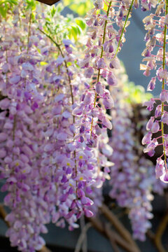 紫藤花 植物 園林 綠化 花卉
