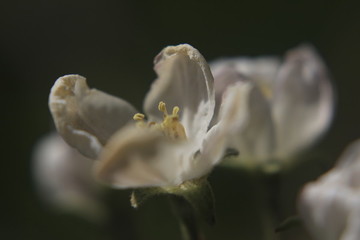 蘋果花