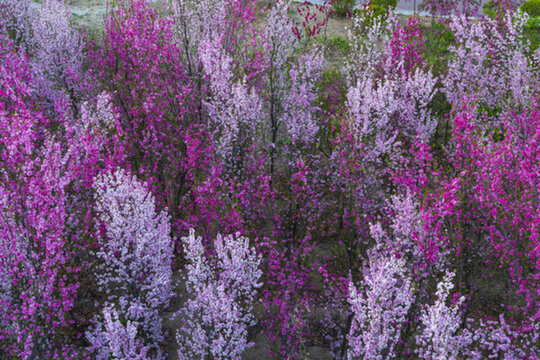 梅花樹林