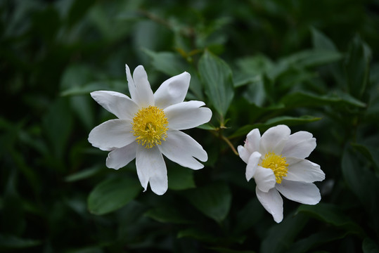 芍藥花