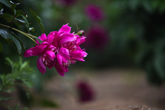 芍藥花