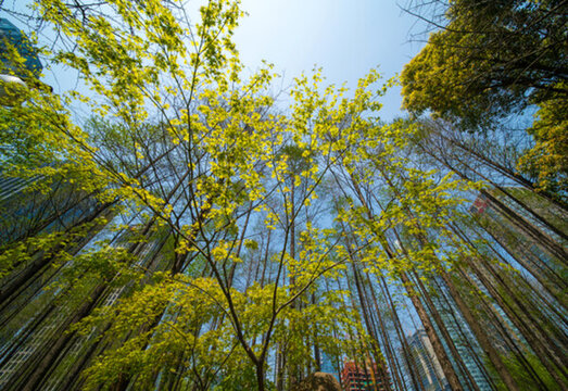 錢江新城森林公園