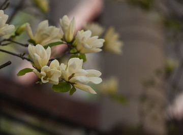 玉蘭花 花卉小景