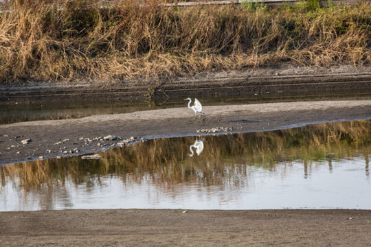 黃昏的沼澤濕地水鳥白鷺 38