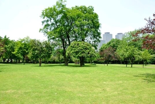 森林城市