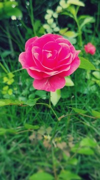 玫瑰花