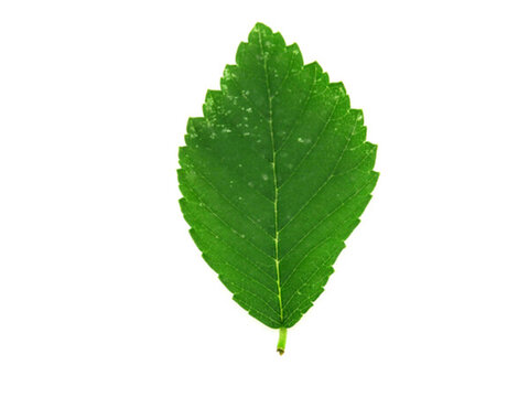 榆樹(shù)葉