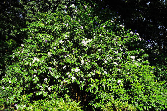 鴛鴦茉莉