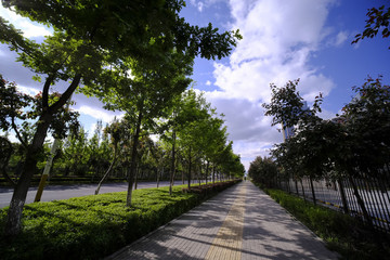 林蔭道