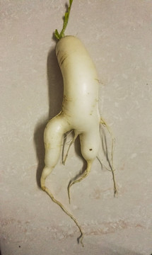 蘿卜