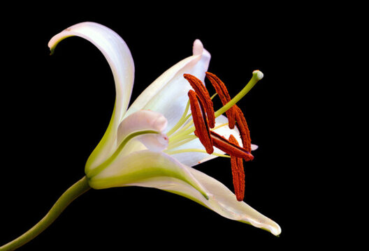 白色百合花特寫
