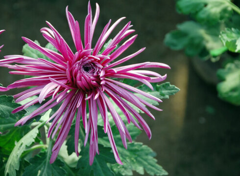 菊花
