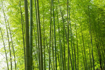 竹林