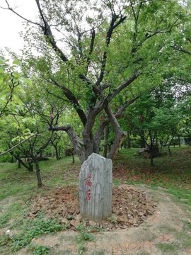 南京明孝陵景區(qū)梅花山梅后