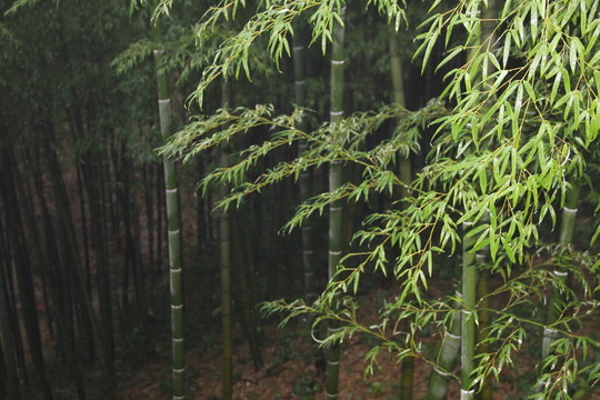 竹林
