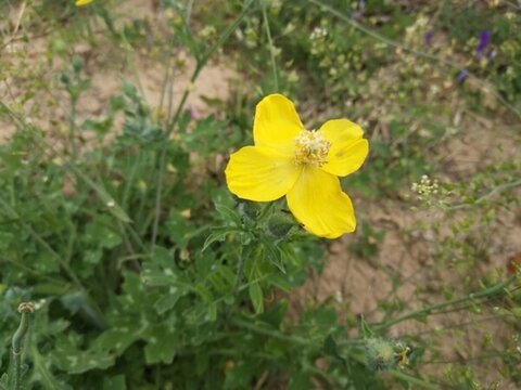 禿瘡花