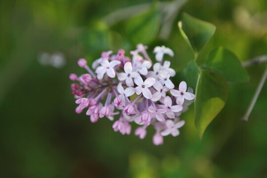 丁香花 丁香 丁香樹(shù) 春天 花