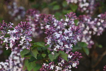 丁香花 丁香