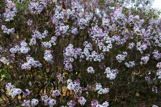丁香花 丁香 丁香樹(shù) 春天 花