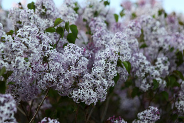 丁香花 丁香