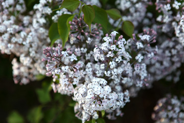 丁香花 丁香
