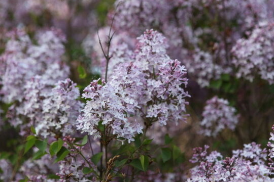 丁香花 丁香 丁