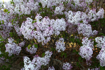 丁香花 丁香 丁香樹