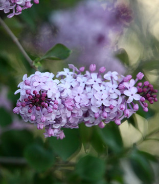丁香花 丁香