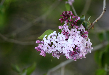 丁香花