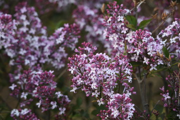 丁香花 丁香 丁香樹(shù) 春天