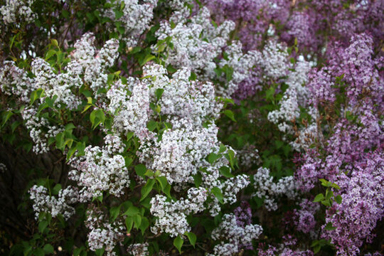 丁香花 丁香