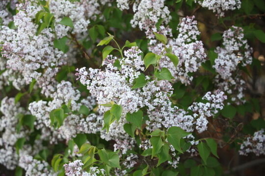 丁香花 丁香 丁香樹