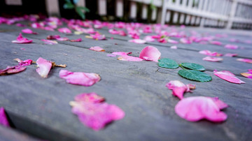 花瓣