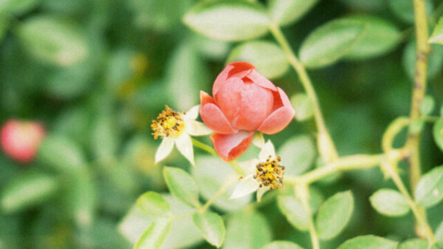 玫瑰花