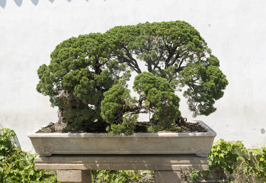 盆景