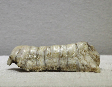 犀牛牙齒化石