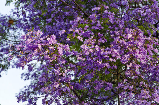 藍花楹 綠蔭大道