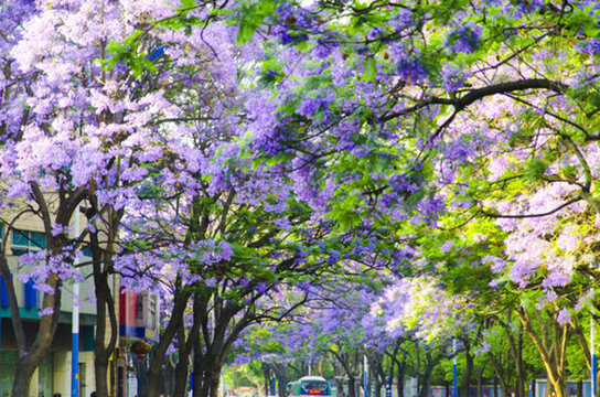藍花楹 綠蔭大道